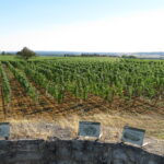 vignes route du vignoble, aménagement